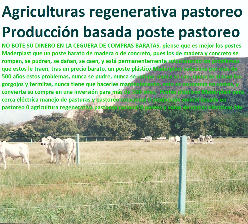 Postes plásticos Maderplast para cerca eléctrica manejo de pasturas y pastoreo rotacional 0 producción animal basada en pastoreo 0 agricultura regenerativa pastoreo racional 0 postes y varas de cercas eléctricas fdv Postes plásticos Maderplast para cerca eléctrica manejo de pasturas y pastoreo rotacional 0 producción animal basada en pastoreo 0 agricultura regenerativa pastoreo racional 0 postes y varas de cercas eléctricas fdv Postes plásticos Maderplast para cerca eléctrica manejo de pasturas y pastoreo rotacional 0 producción animal basada en pastoreo 0 agricultura regenerativa pastoreo racional 0 postes y varas de cercas eléctricas fdv